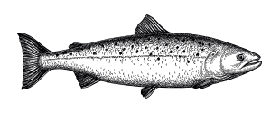 Illustration of a Salmon