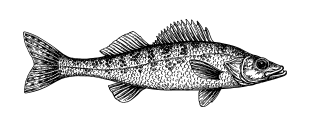 Illustration of a Walleye