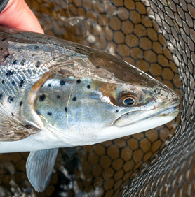 Elmer Hinckley Fishing Tackle - The Lure Lab